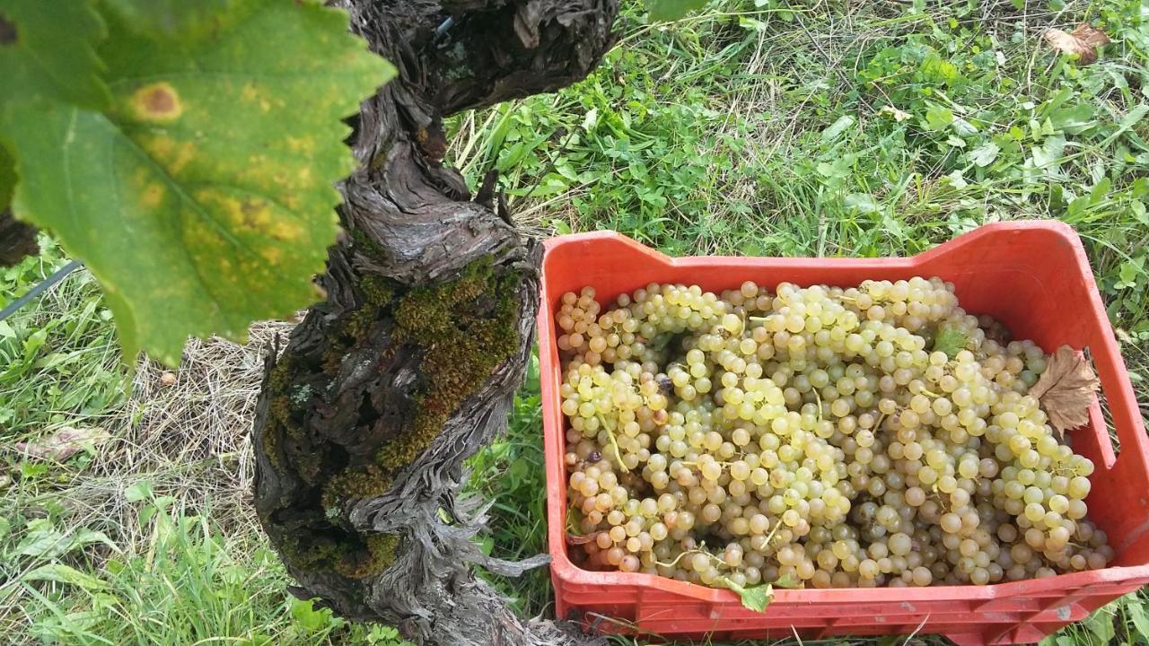 Farmstay Kmetija Stekar Kojsko Экстерьер фото